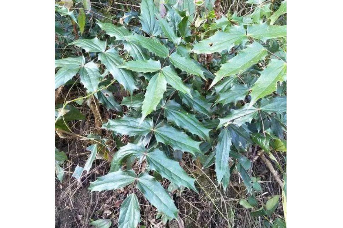 阔叶十大功劳(小檗科十大功劳属植物)_搜狗百科