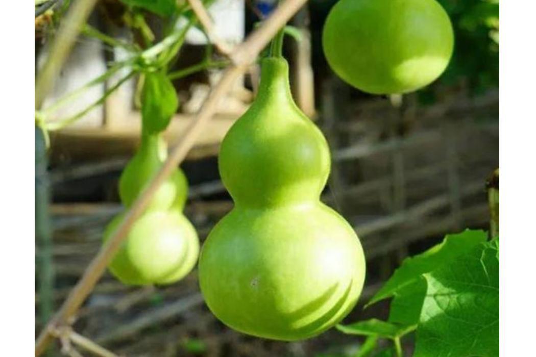 葫芦科_搜狗百科