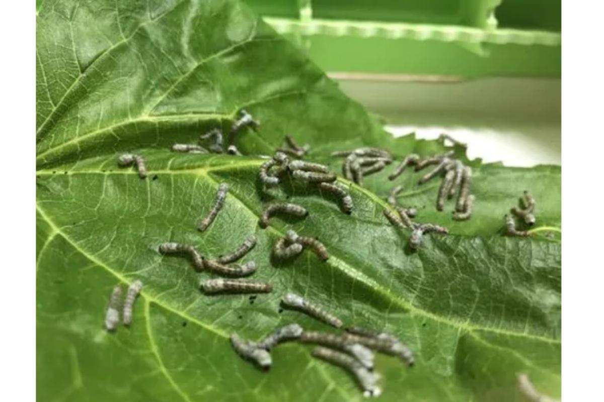 蚁蚕(初从蚕卵中孵化的蚕)_搜狗百科
