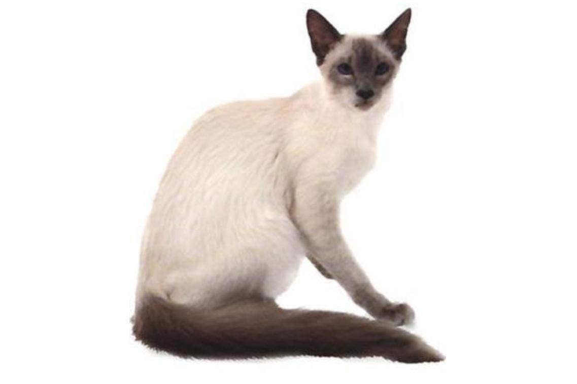 巴厘猫(食肉目猫科动物)_搜狗百科