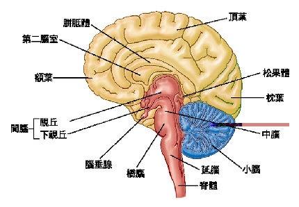 大脑定位系统