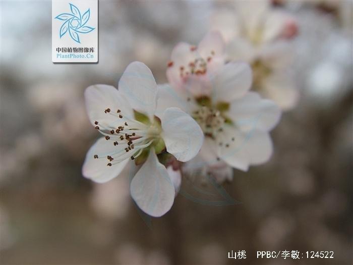 山桃 桃属 搜狗百科 山桃 桃属 搜狗百科
