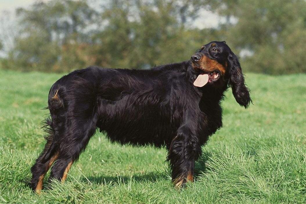 戈登雪达犬 搜狗百科