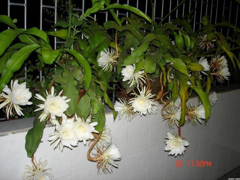 昙花 仙人掌科昙花属植物 搜狗百科
