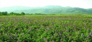 宛西制药怀地黄药材基地