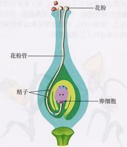 process of double fertilization外文名植物学学科双受精过程中文名