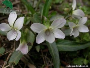 白花堇菜图册