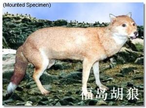 福岛胡狼