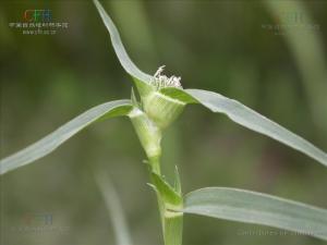 隐花草属图册