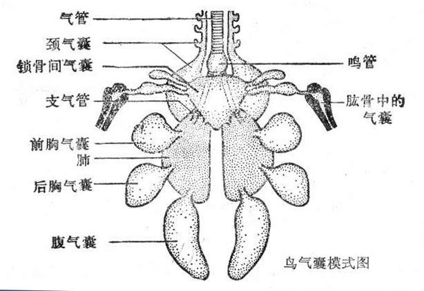 家鸽消化系统结构图图片