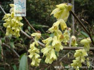 蜡瓣花花果
