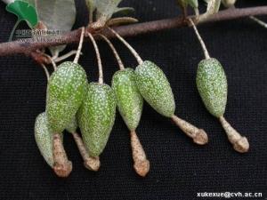 本品为胡颓子科植物胡颓子elaeagnus pungens thunb.的叶.