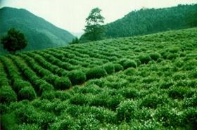 汀溪兰香茶园