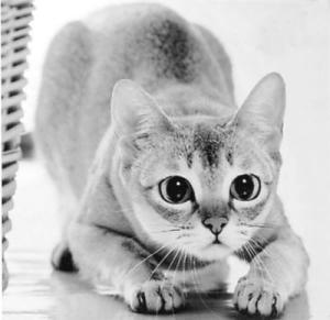 新加坡猫图片欣赏