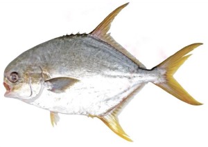 卵形鲳鲹