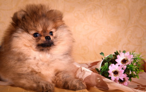 德国博美犬