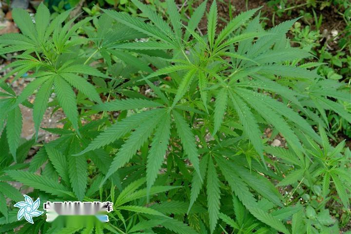 大麻 大麻科大麻属植物 搜狗百科