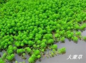聚草