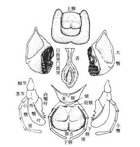 咀嚼式口器(4)从原始类群的原尾纲,弹尾纲,双尾纲昆虫及昆虫纲中的