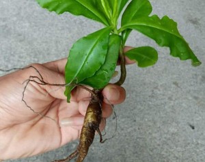 假人参
