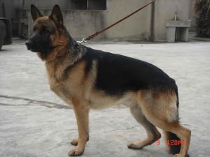 黑背犬