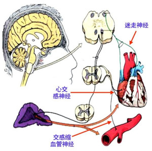 减压反射