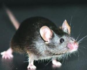 黑鼠