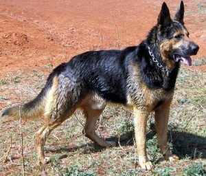 黑背(背部黑色,腹下和四肢色淡,呈褐色或黄褐色)三种(纯黑色,在昆明犬