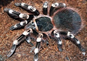 巴西巨人白膝头蜘蛛