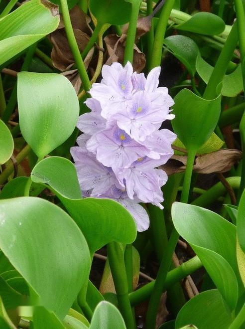 凤眼蓝 雨久花科凤眼蓝属植物 搜狗百科