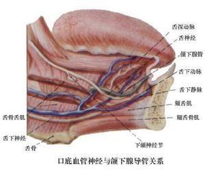 口腔腺体