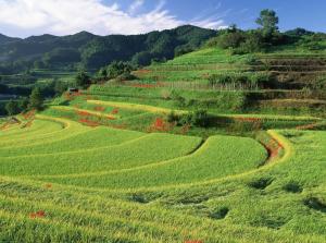 桂林山水 龙胜龙脊梯田景区