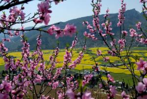 双沙菜花节