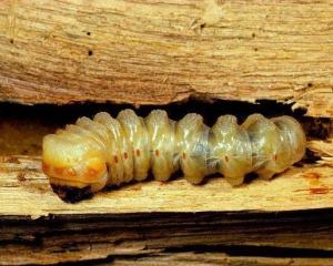 天牛幼虫(3)天牛幼虫是鞘翅目叶甲总科天牛科昆虫的幼虫.