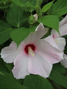 芙蓉葵