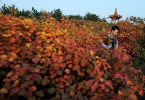 山西省昔阳县大寨村的秋色