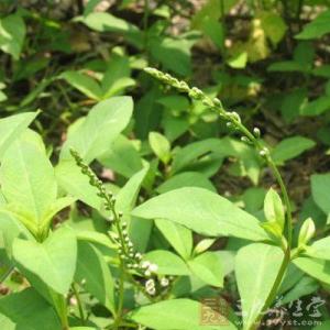 蒲子是什么植物 300