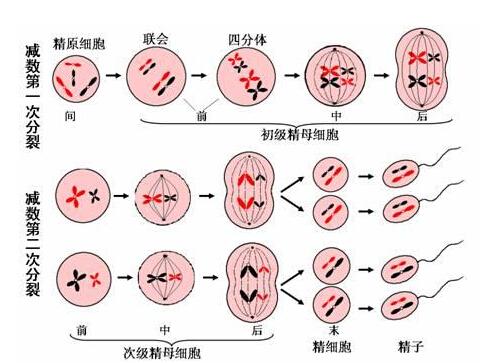 四分体