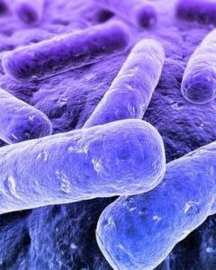 20世纪80年代以来,肠球菌严重感染的发生率和病死率