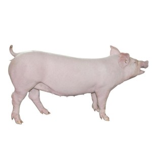 大白猪(3)母猪初情期165～195日龄,适宜配种日龄220～240天,体重120