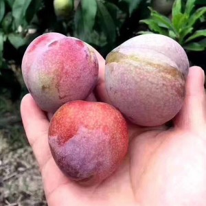 桃形李