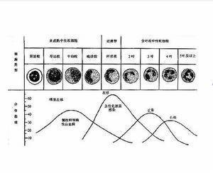 中性粒细胞