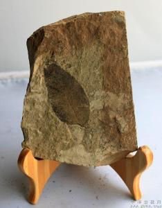 山旺化石