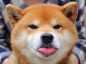 柴犬