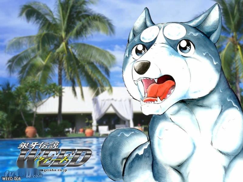 银牙传说 搜狗百科