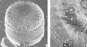 硅藻土的分子筛结构