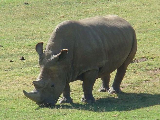 白犀 动物 搜狗百科