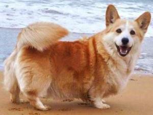 狗摇尾巴