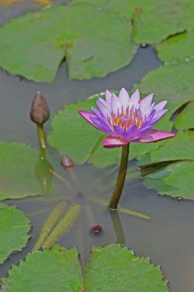 九品香水莲花 搜狗百科