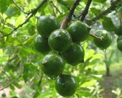 坚果是什么树的果子 300